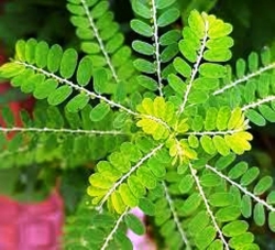 Phyllanthus leaves 